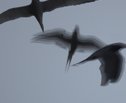 Birds (2012) digital print